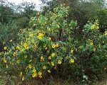Esta planta conocida como "pasto cubano", "yuyo cubano" o "girasolillo", puede invadir fincas y terrenos soleados, superando los 5 metros de altura. Sus semillas germinan con gran facilidad, tiene flores amarillas y grandes hojas verdosas.